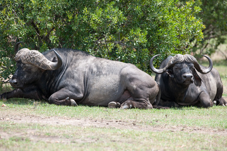 big buffalo in the savannah of africaの写真素材