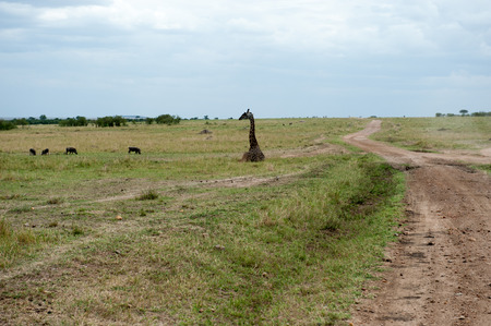 giraffe in the national park masai maraの写真素材