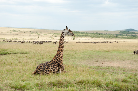 giraffe in the national park masai maraの写真素材