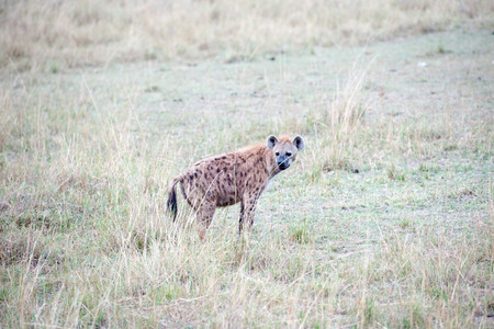 hyenas in thr savannah of kenyaの写真素材