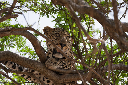 leopard silent hunter in the wilds of africaの写真素材