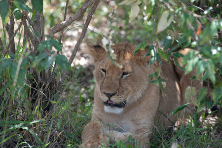 the king lion in the savannah of africaの写真素材