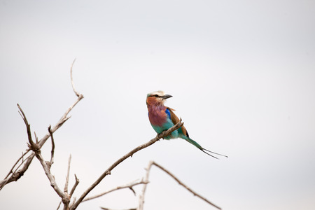 bird in the wilds of africaの写真素材