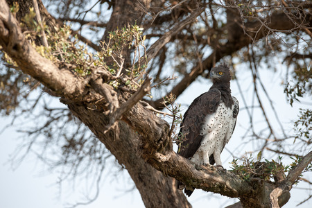 bird in the wilds of africaの写真素材