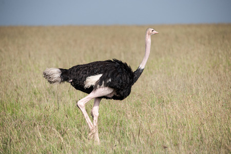 bird in the wilds of africaの写真素材