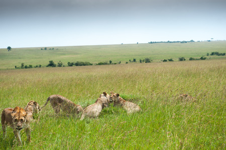 lion the king in the savannah of africaの写真素材