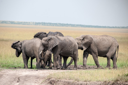 elephant in the savannah of africaの写真素材