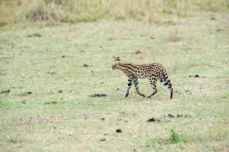 serval in the savannah of africaの写真素材