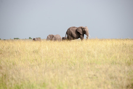 Elephant in the savannah of africaの写真素材