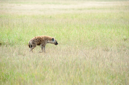 hyenas in the savannah of kenyaの写真素材