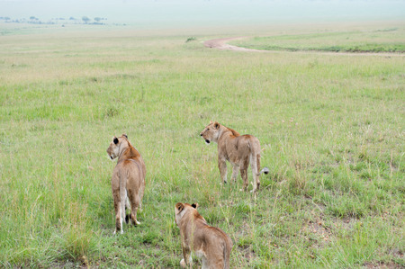 the king lion in the savannah of africaの写真素材