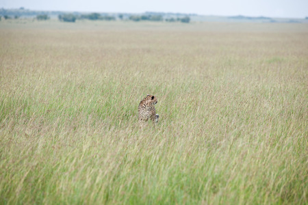 cheetah the sprinter in the savannahの写真素材