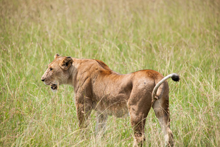 the king lion in the savannah of africaの写真素材