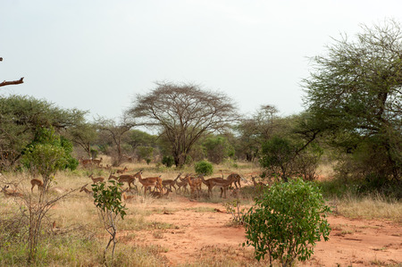 antelope in the savannah of kenyaの写真素材