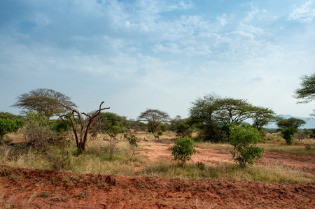 antelope in the savannah of kenyaの写真素材