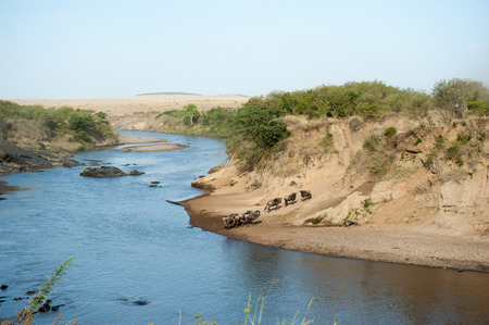 gnu migration on the mara riverの写真素材