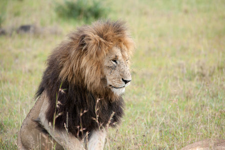the king lion in the savannah of africaの写真素材