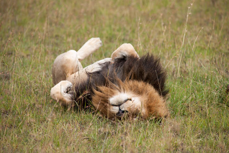 the king lion in the savannah of africaの写真素材