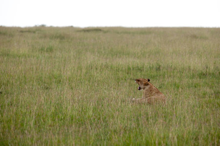 the king lion in the savannah of africaの写真素材
