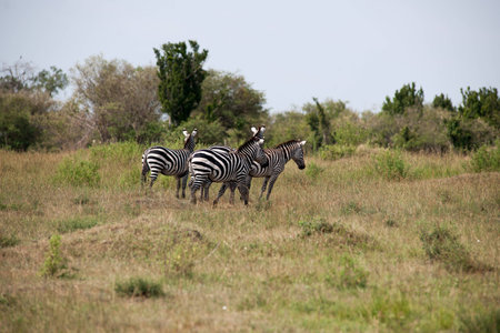 zebra in the wide of africaの写真素材