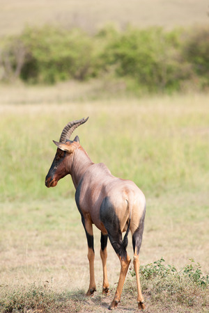 topi antelope in the savannah of kenyaの写真素材