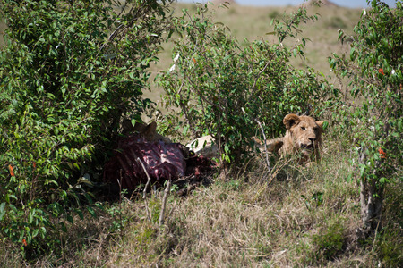 the king lion in the savannah of africaの写真素材