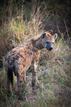 hyenas in the savannah of kenyaの写真素材