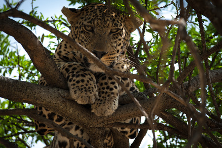leopard silent hunter in the wilds of africaの写真素材
