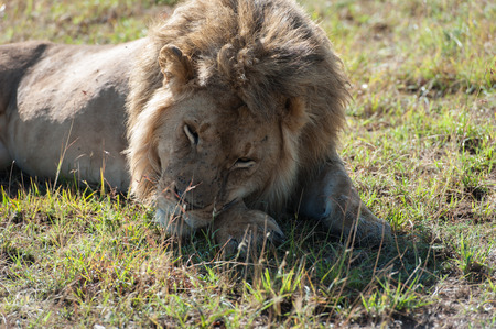 lion in the Masai Maraの写真素材