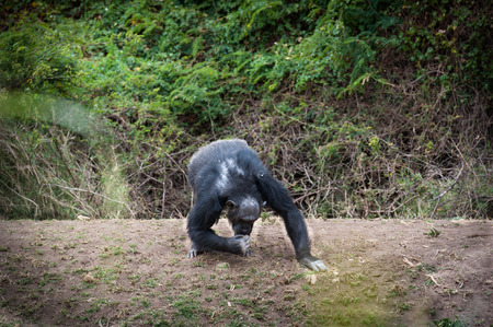 Chimpanzees in the Last Freedomの写真素材
