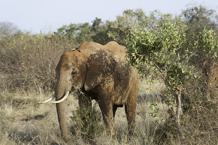 the red elephant of Tsavo Eastの写真素材