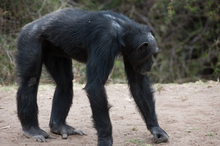 Chimpanzeeの写真素材