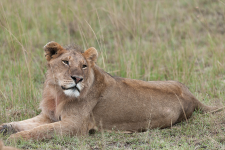 Lion in the savanna of Africaの写真素材