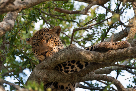 Leopard in the Masai Mara of Kenyaの写真素材