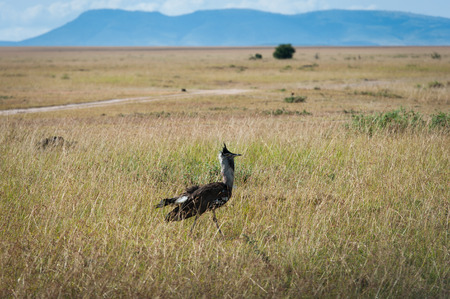 kori bustard in the savanna of Kenyaの写真素材
