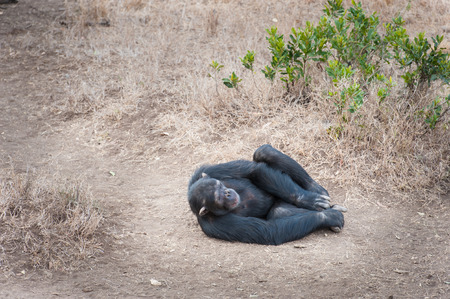 Chimpanzees in the load-freedom?の写真素材