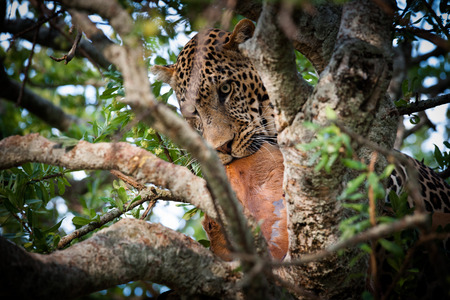 leopard with prey in the Masai Maraの写真素材