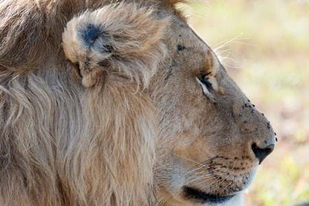 lion in the Masai Maraの写真素材