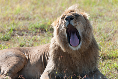 lion in the Masai Maraの写真素材