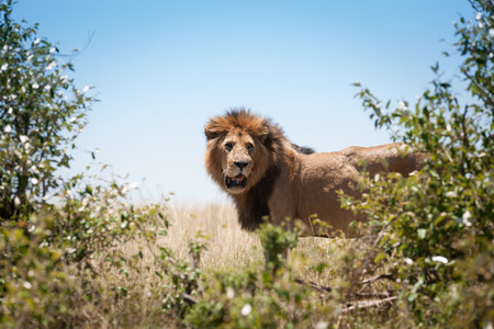 Lion in the savanna of Africaの写真素材