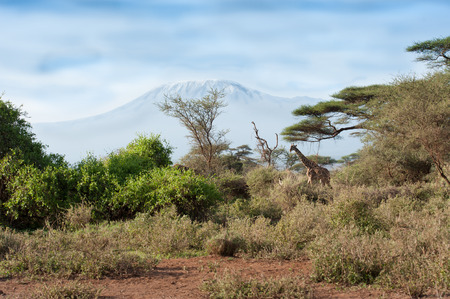 kilimanjaro with acacia and giraffeの写真素材