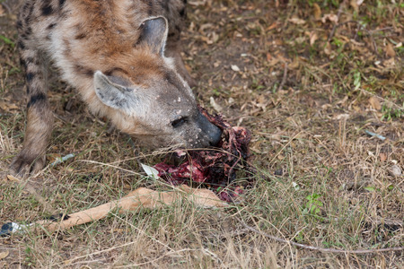 hyenas in the savanna of Africaの写真素材