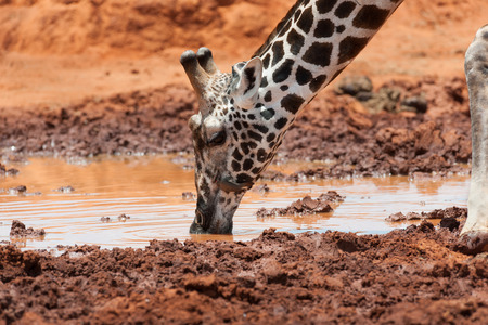 giraffe in the savanna of Africaの写真素材
