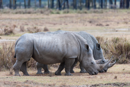 rhino in the national park of kenyaの写真素材