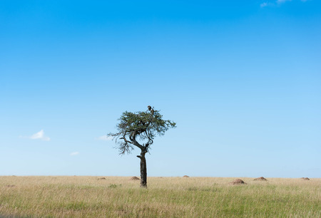 Birds in the Masai Maraの写真素材