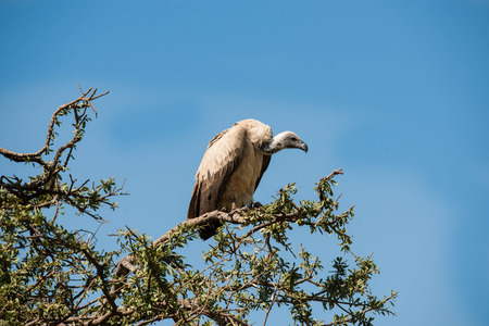 birds in the Masai Maraの写真素材