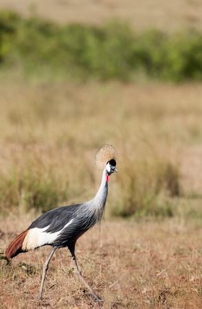 crowned crane in the Masai Maraの写真素材