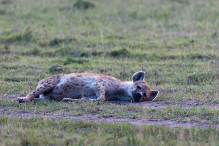 hyenas in the savanna of Africaの写真素材