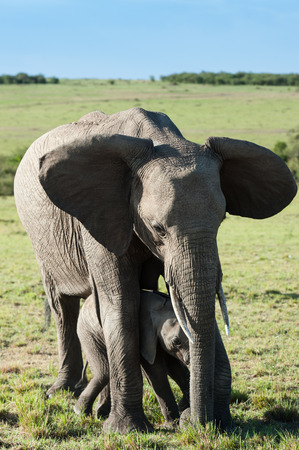 elephant in the savanna of Africaの写真素材