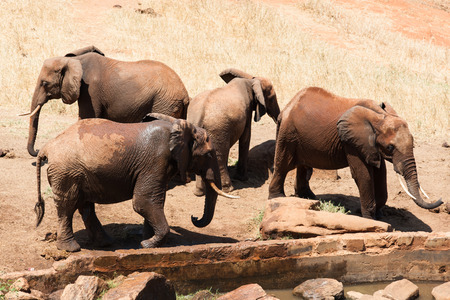 elephant in the savanna of Africaの写真素材